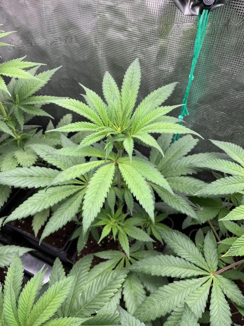 Green Gelato. RoyalQueenSeeds. Week 6