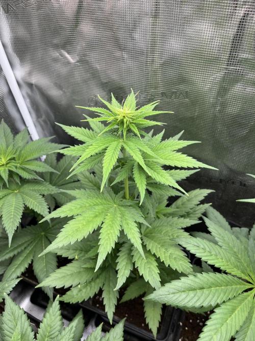 Green Gelato. RoyalQueenSeeds. Week 6