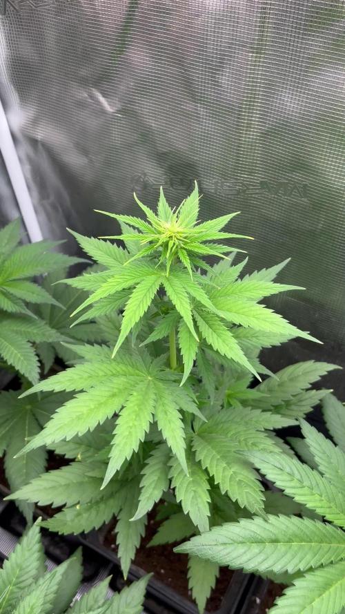 Green Gelato. RoyalQueenSeeds