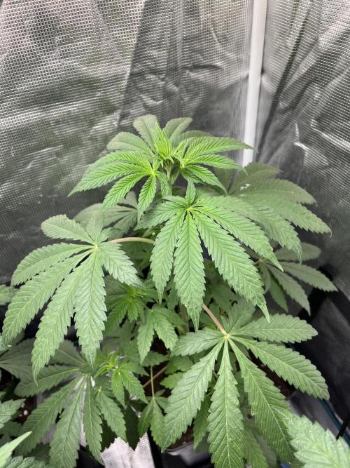 Papayton. Fastbuds. Week 6