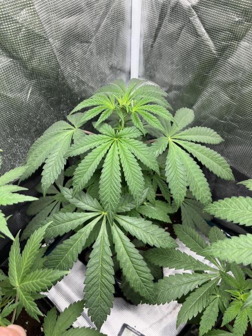 Papayton. Fastbuds. Week 6