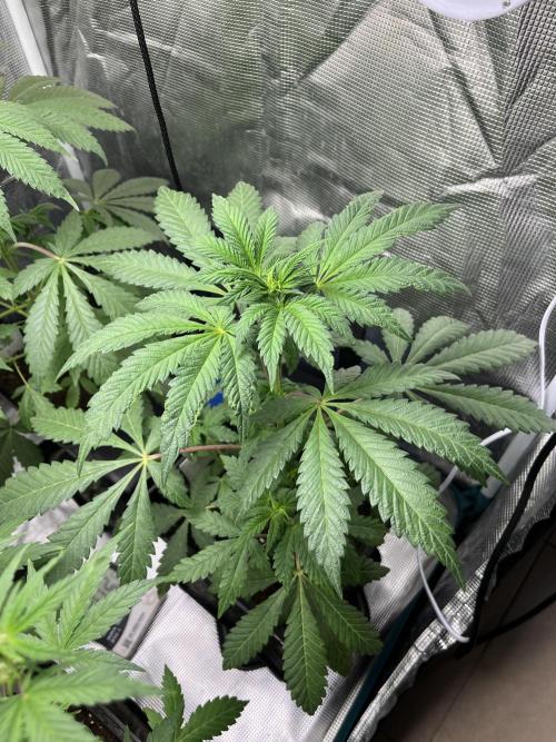 Papayton. Fastbuds. Week 6