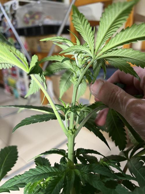 Papayton. Fastbuds. Week 6