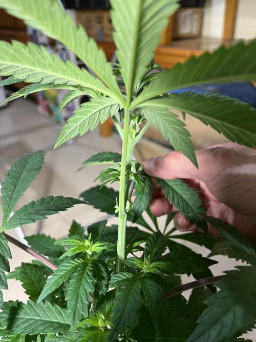 Papayton. Fastbuds. Week 6