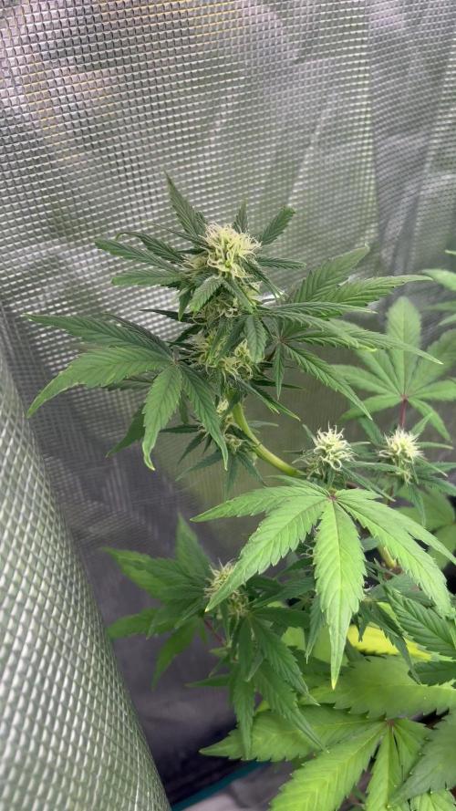 GG4. MSNL