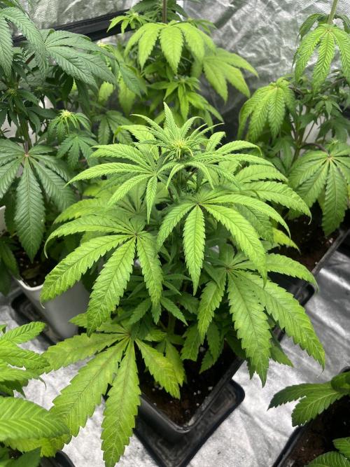 Gomu Gomu Mango. HighBreed. Week 7