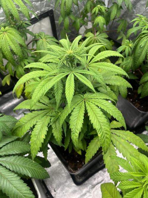 Gomu Gomu Mango. HighBreed. Week 7