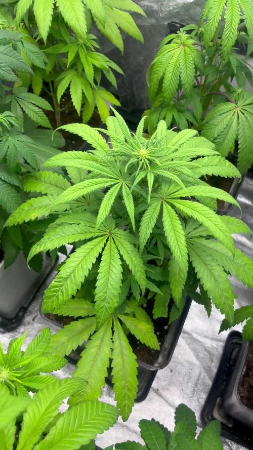 Gomu Gomu Mango. HighBreed