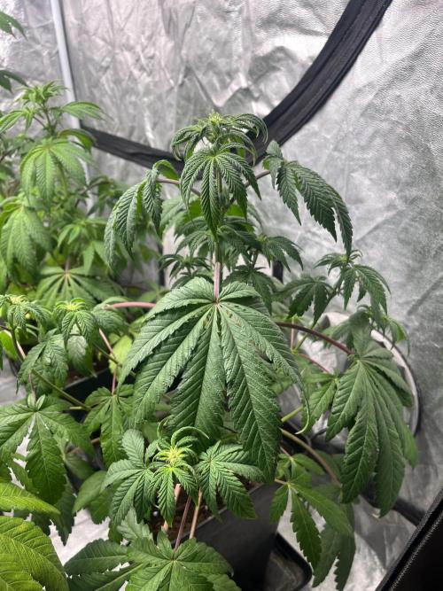 Barcelona Puff. Seedstockers. Week 7