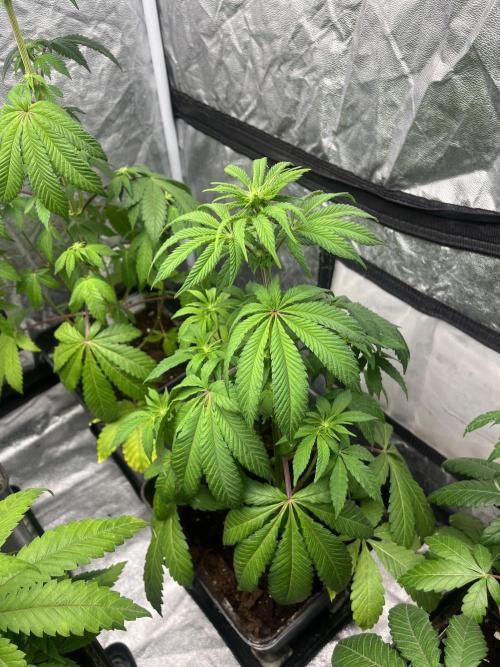 Barcelona Puff. Seedstockers. Week 7