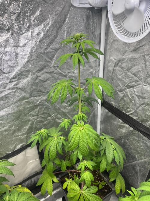 Barcelona Puff. Seedstockers. Week 7