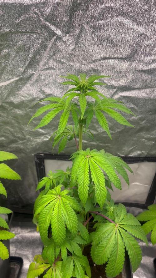 Barcelona Puff. Seedstockers