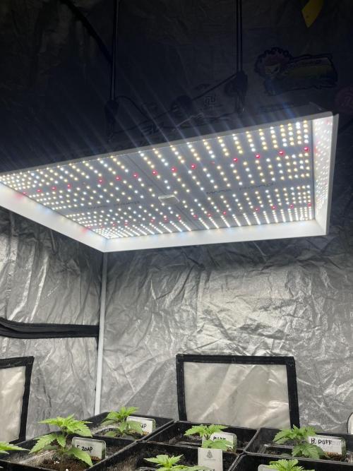 Fishy Zoap. Seedstockers. Week 7