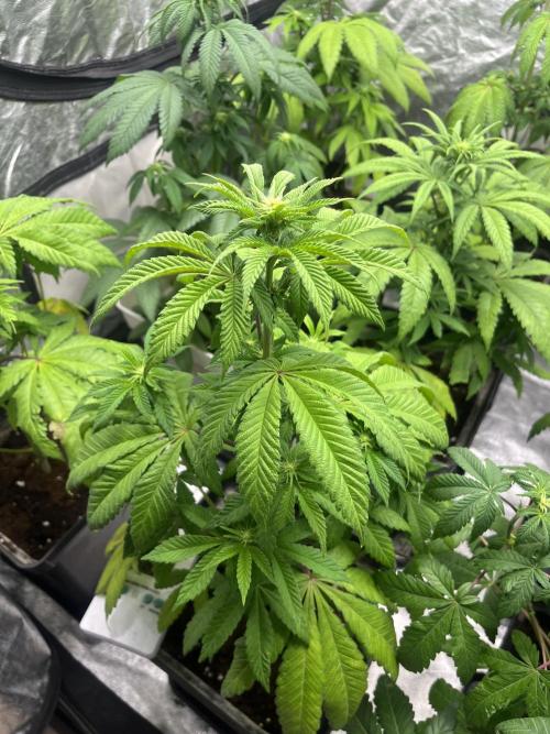 Fishy Zoap. Seedstockers. Week 7