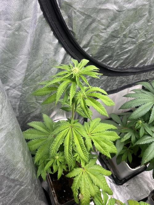 Fishy Zoap. Seedstockers. Week 7