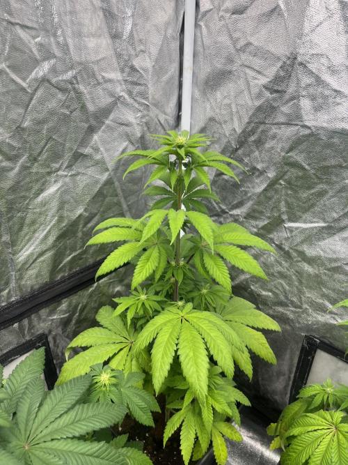 Fishy Zoap. Seedstockers. Week 7