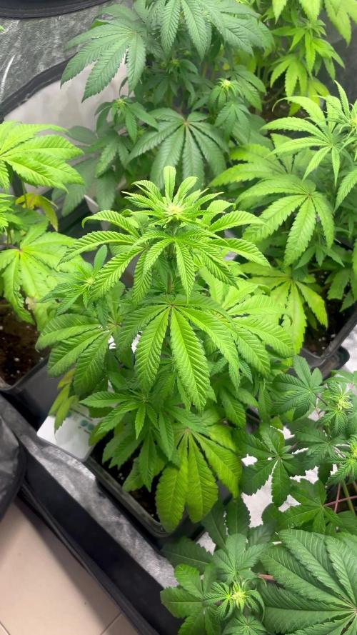 Fishy Zoap. Seedstockers