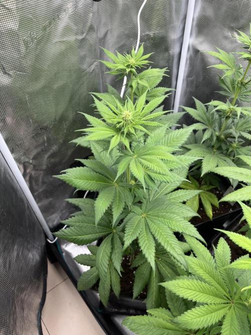 Kiwi x Papaya. Mavericks Genetics. Week 7