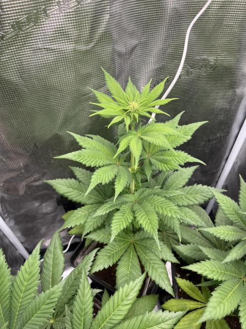 Kiwi x Papaya. Mavericks Genetics. Week 7