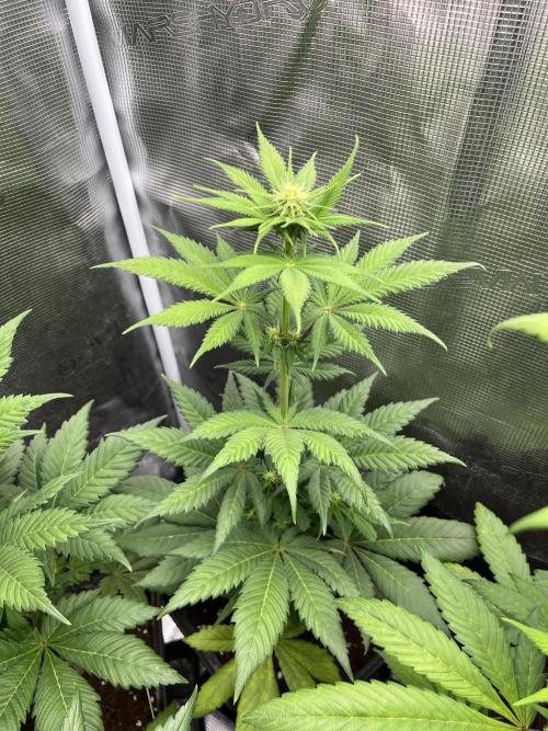 Kiwi x Papaya. Mavericks Genetics. Week 7