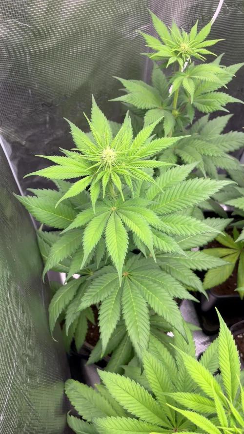 Kiwi x Papaya. Mavericks Genetics