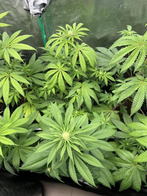 Drizl Pickl. Seedstockers. Week 7