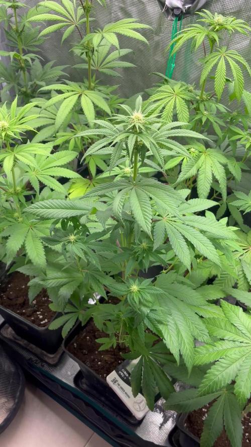 Drizl Pickl. Seedstockers