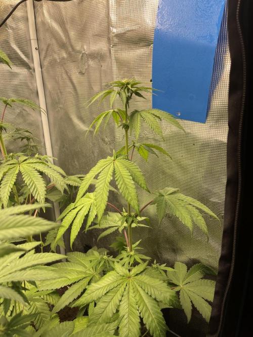 Pink Sunset. Silentseeds. Week 7