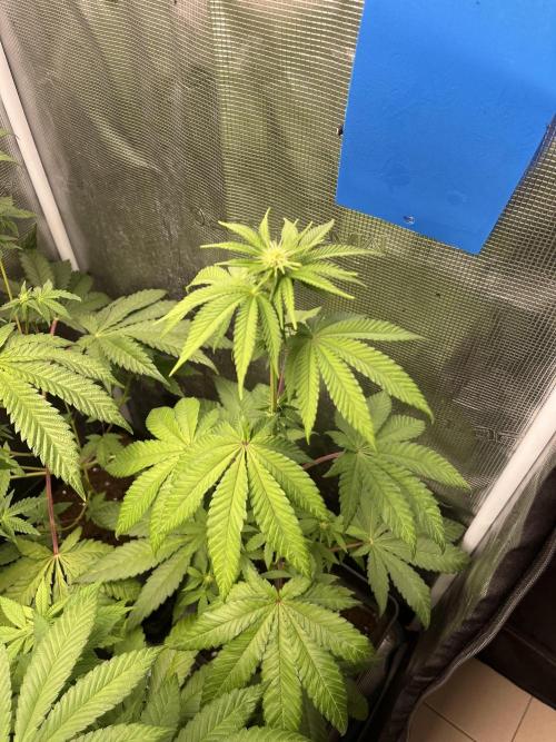 Pink Sunset. Silentseeds. Week 7