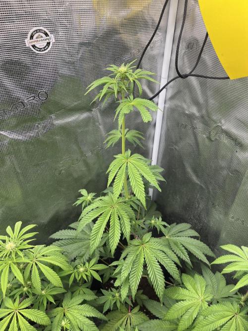 Pink Sunset. Silentseeds. Week 7