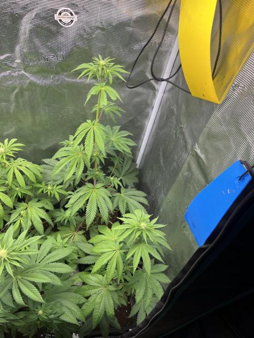 Pink Sunset. Silentseeds. Week 7