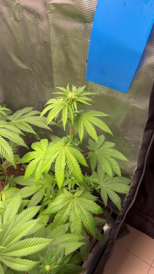 Pink Sunset. Silentseeds