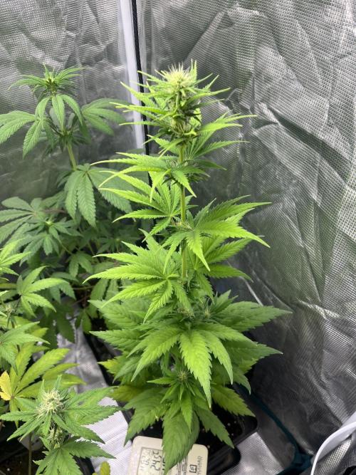 Green Gelato. RoyalQueenSeeds. Week 7