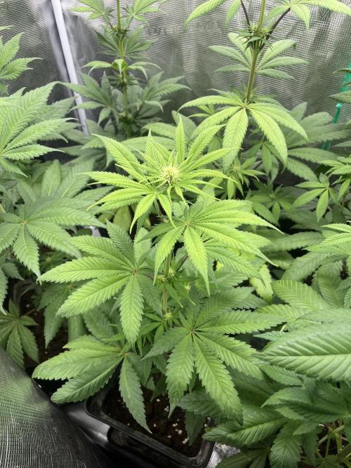 Green Gelato. RoyalQueenSeeds. Week 7