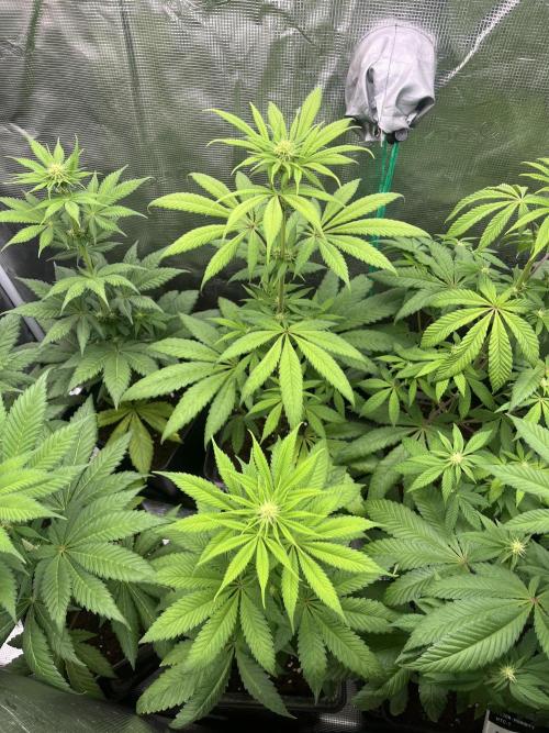 Green Gelato. RoyalQueenSeeds. Week 7