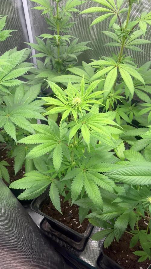 Green Gelato. RoyalQueenSeeds