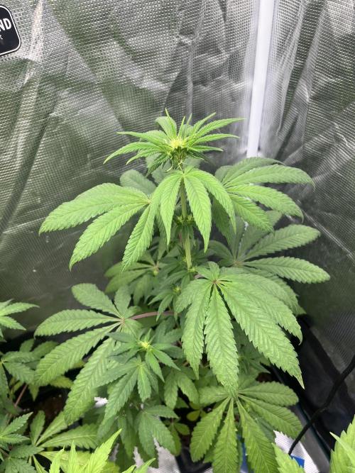 Papayton. Fastbuds. Week 7