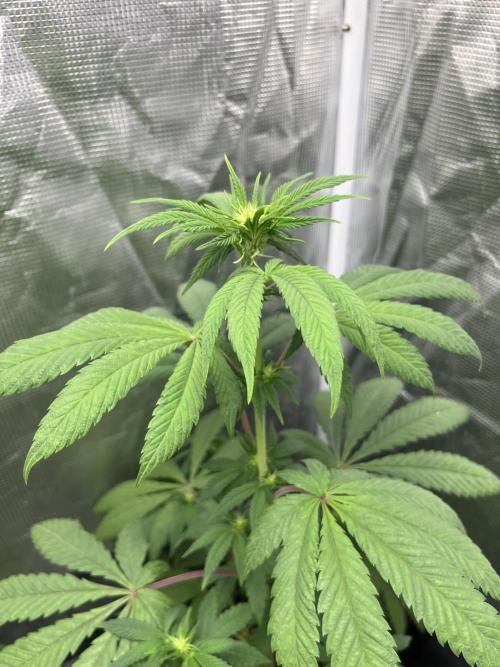 Papayton. Fastbuds. Week 7