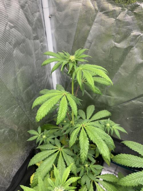 Papayton. Fastbuds. Week 7