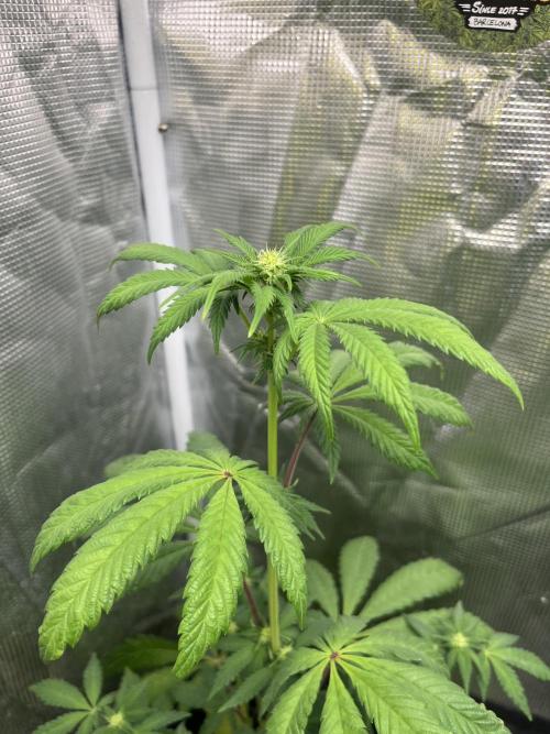 Papayton. Fastbuds. Week 7