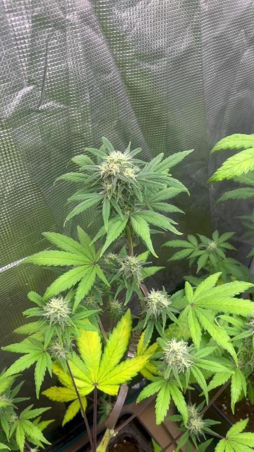 GG4. MSNL