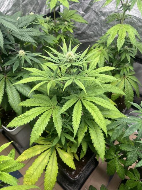 Gomu Gomu Mango. HighBreed. Week 8