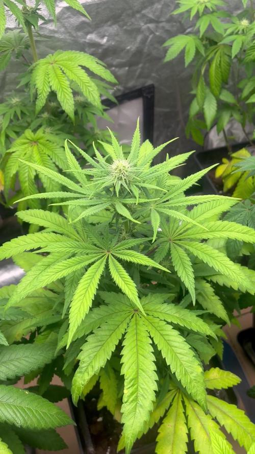 Gomu Gomu Mango. HighBreed