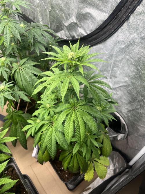 Barcelona Puff. Seedstockers. Week 8