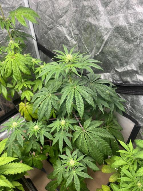 Barcelona Puff. Seedstockers. Week 8