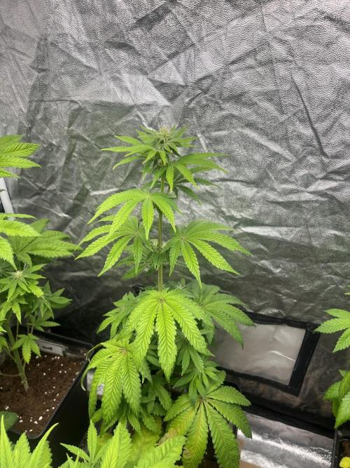 Barcelona Puff. Seedstockers. Week 8