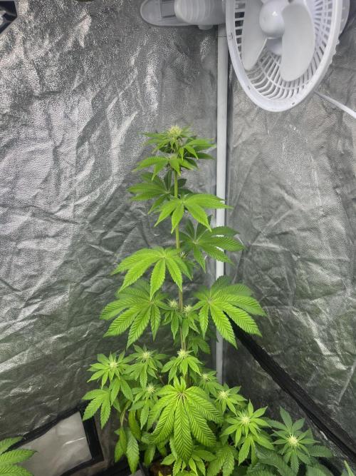 Barcelona Puff. Seedstockers. Week 8