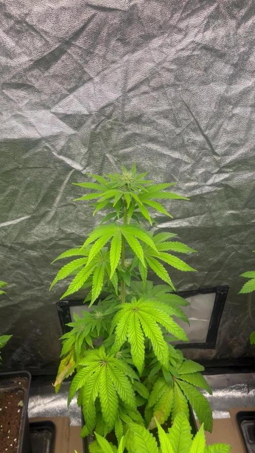 Barcelona Puff. Seedstockers