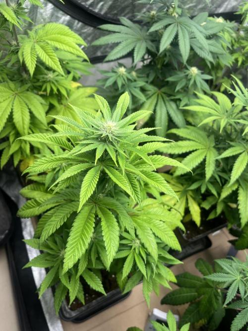 Fishy Zoap. Seedstockers. Week 8