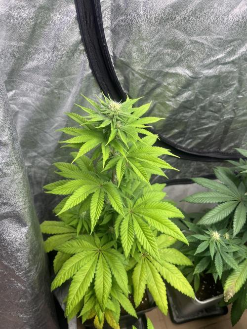 Fishy Zoap. Seedstockers. Week 8